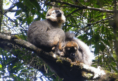 Eulemur rufifrons