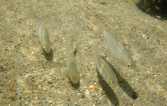 Planiliza