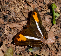 Adelpha cocala caninia