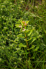 Pachycarpus asperifolius