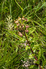 Pachycarpus asperifolius