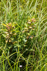 Pachycarpus asperifolius