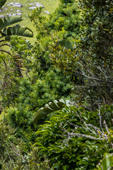 Podocarpus latifolius