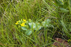 Rafnia elliptica