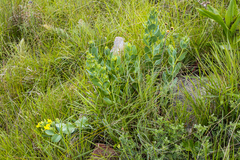 Rafnia elliptica