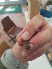 Desmognathus brimleyorum