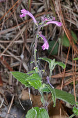 Scutellaria guatemalensis