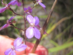 Stylidium violaceum