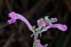 Scutellaria guatemalensis