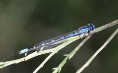 Enallagma praevarum