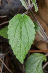 Scutellaria guatemalensis