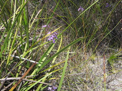Stylidium violaceum