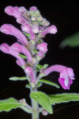 Scutellaria guatemalensis