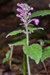 Scutellaria guatemalensis