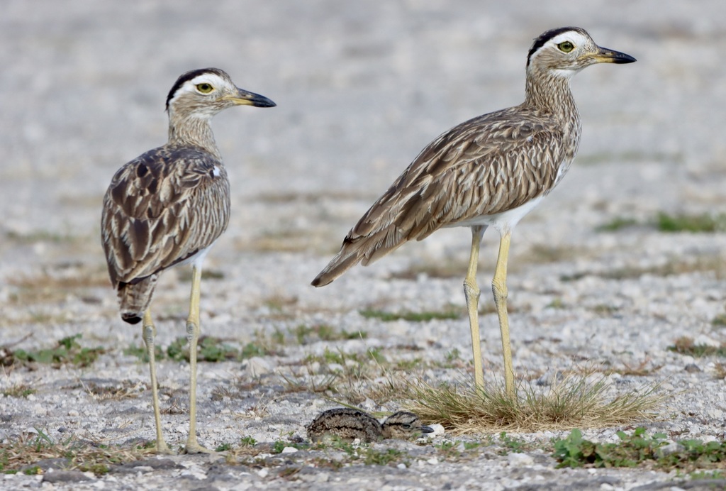 American Thick-knees