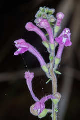 Scutellaria guatemalensis