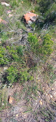 Asparagus mariae