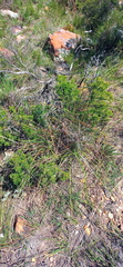 Asparagus mariae