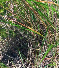 Asparagus mariae