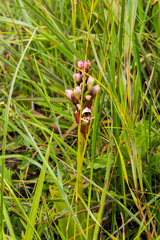 Satyrium sphaerocarpum