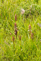 Satyrium sphaerocarpum