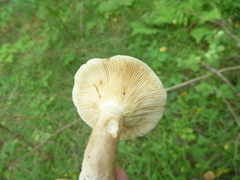 Lactarius fuliginosus
