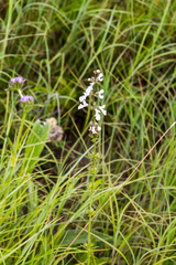 Stachys nigricans
