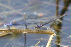 Enallagma semicirculare