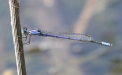 Enallagma semicirculare