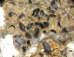 Brachidontes variabilis