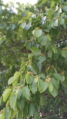 Sarcomphalus joazeiro