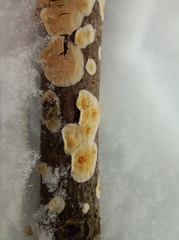 Fungi