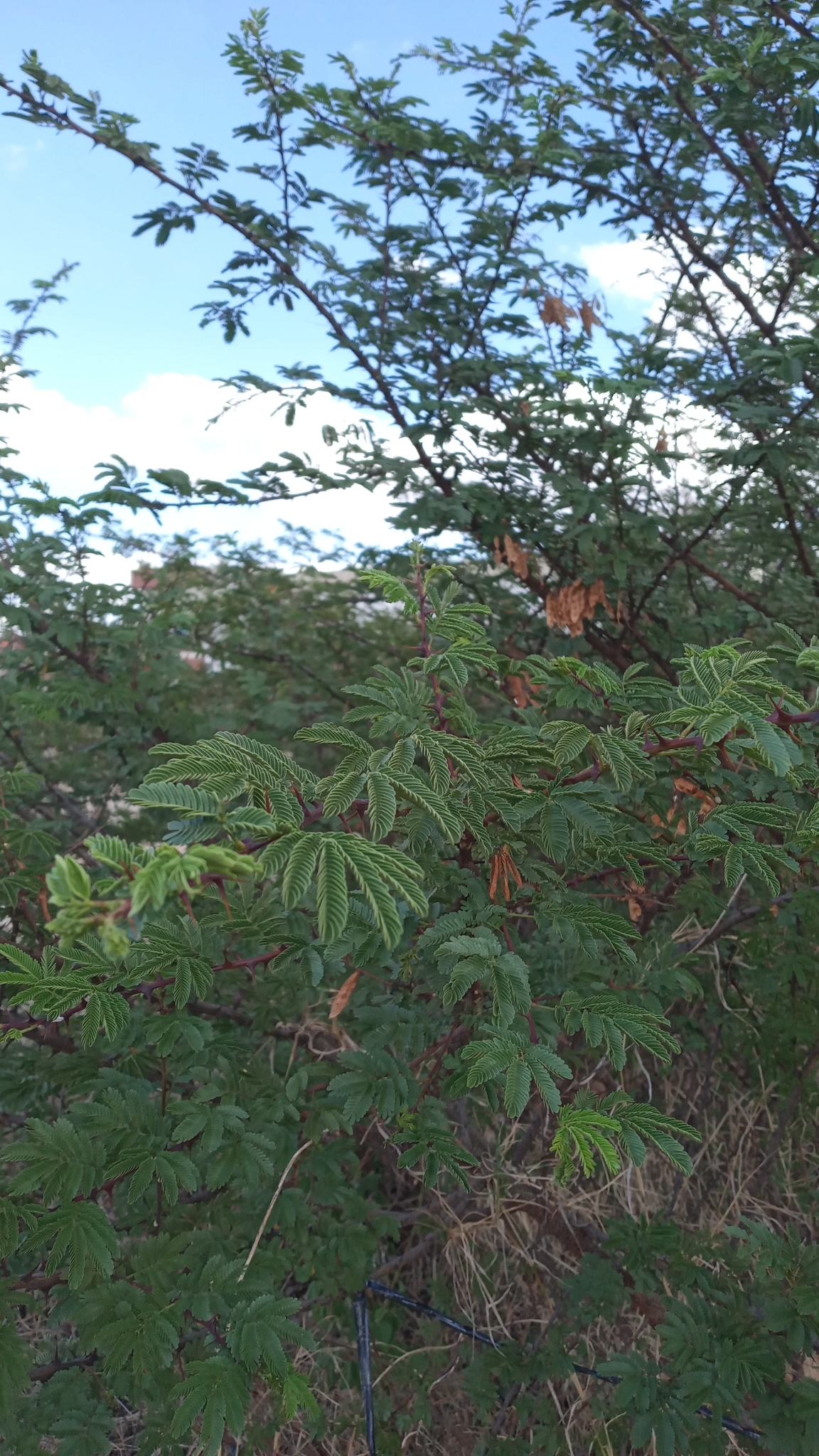Mimosa tenuiflora