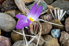Siphonochilus aethiopicus