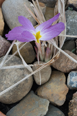 Siphonochilus aethiopicus