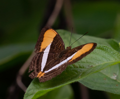 Adelpha cytherea aea