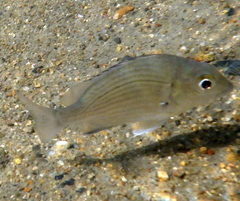Acanthopagrus pacificus