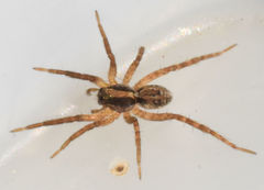 Schizocosa avida