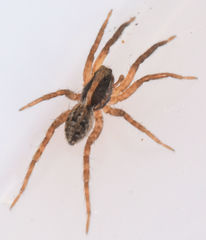 Schizocosa avida