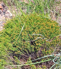 Helichrysum asperum glabrum