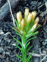 Helichrysum asperum glabrum
