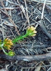 Helichrysum asperum glabrum
