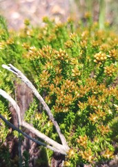 Helichrysum asperum glabrum