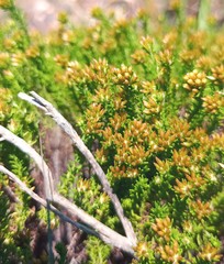 Helichrysum asperum glabrum