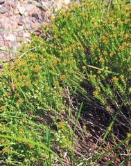 Helichrysum asperum glabrum