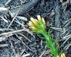 Helichrysum asperum glabrum