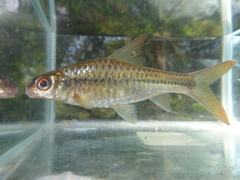 Enteromius radiatus