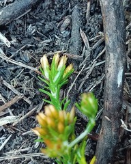 Helichrysum asperum glabrum
