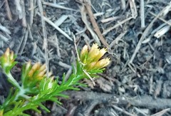 Helichrysum asperum glabrum