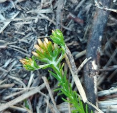 Helichrysum asperum glabrum